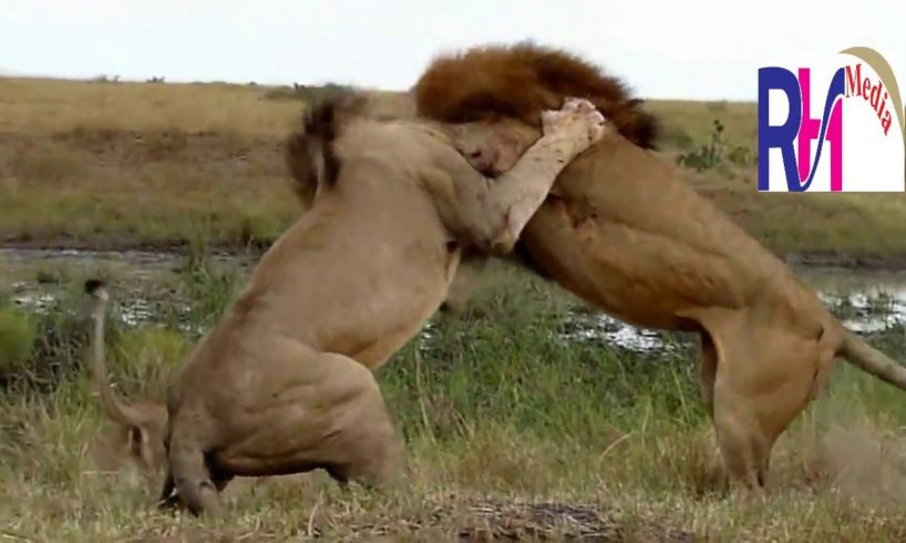 Most Amazing Moments Of Wild Animal Fights