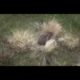 Most Amazing Wild Animal Attacks #8 - CRAZIEST Animal Fights - Animal Attack