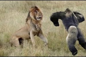 Most Amazing Wild Animal Attacks - Lion attack Animal Fights Caught On Camera HD