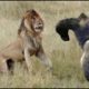 Most Amazing Wild Animal Attacks - Lion attack Animal Fights Caught On Camera HD