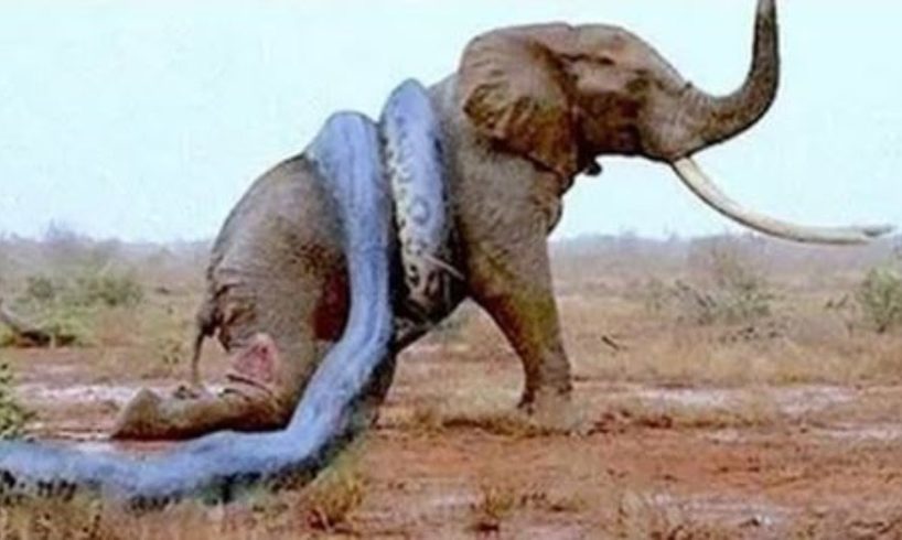 Most Amazing Wild Animal Attacks   Top 10 Craziest Animal Fights Caught On Camera