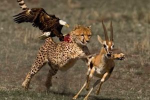 Most Amazing Wild Animals Attacks TOP 10 Eagle attacks - Eagle vs,Wolf