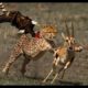 Most Amazing Wild Animals Attacks TOP 10 Eagle attacks - Eagle vs,Wolf