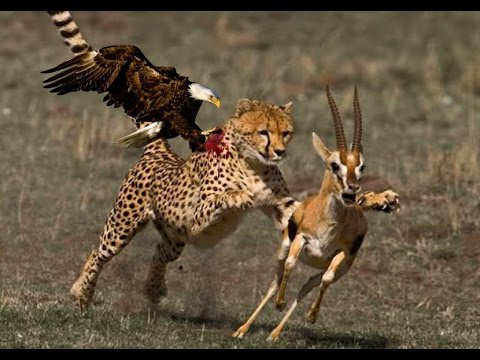 Most Amazing Wild Animals Attacks TOP 10 Eagle attacks - Eagle vs,Wolf