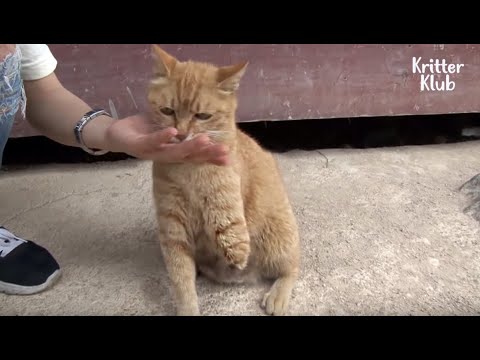 Mother Cat Lost One Leg But Raised Her Kittens Well Despite The Pain | Animal in Crisis EP56
