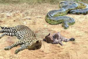 Mother Leopard Attack Giant Python To Protect Cub - Leopard vs Snake Python | Wild Animals Fights