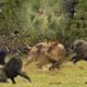 Mother  Monkey Fight Lion & Leopard  To Save Baby Monkey