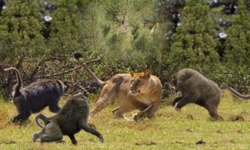 Mother  Monkey Fight Lion & Leopard  To Save Baby Monkey
