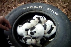 Mother and 9 puppies at dead end street. Macon bibb Animal welfare