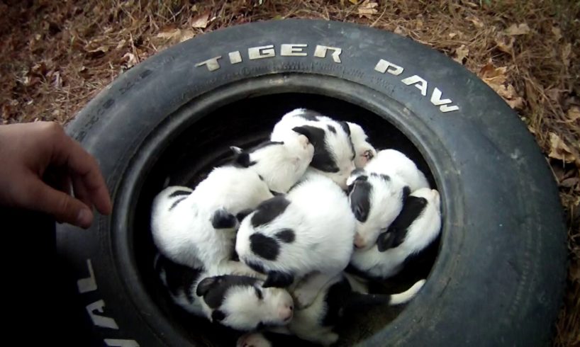 Mother and 9 puppies at dead end street. Macon bibb Animal welfare