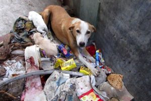 Mother dog bleeding from glass cut rescued