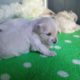 Must Watch!!! Cutest Puppies Video Before You Go To Bed