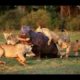 National Geographic Documentary - Fighting to Survive Wild Nature - Wildlife Animal