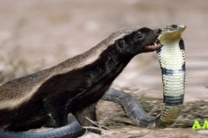 National Geographic Documentary - Snake fight with Honey Badger - wildlife animal