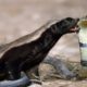 National Geographic Documentary - Snake fight with Honey Badger - wildlife animal