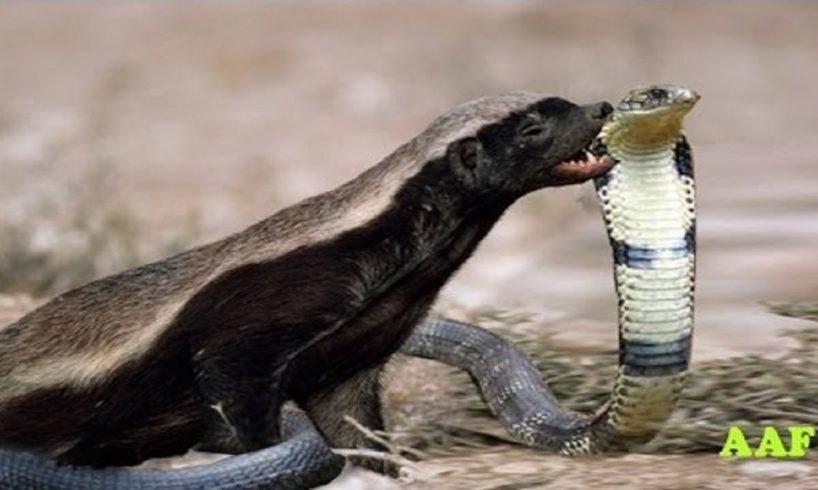 National Geographic Documentary - Snake fight with Honey Badger - wildlife animal