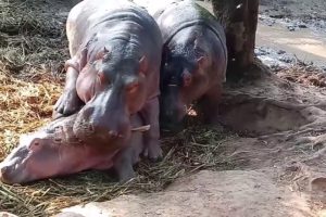 National zoo in Bangladesh || Playing Hippopotamus in zoo || amazing animals.