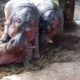 National zoo in Bangladesh || Playing Hippopotamus in zoo || amazing animals.