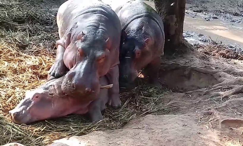 National zoo in Bangladesh || Playing Hippopotamus in zoo || amazing animals.