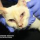Nearly 200 cats, kittens and dogs rescued from Texas home!