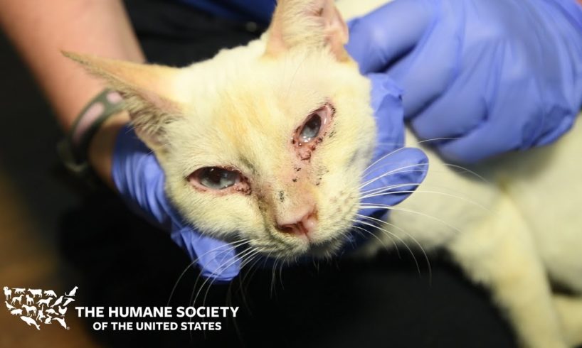 Nearly 200 cats, kittens and dogs rescued from Texas home!