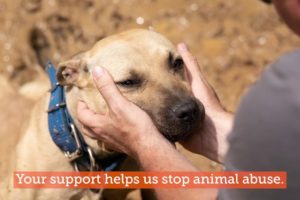 Nearly 600 Animals Rescued!