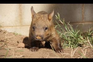 Northern Hairy Nosed Wombat very rare animals on the planet. wombats playing !!! 2017