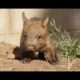 Northern Hairy Nosed Wombat very rare animals on the planet. wombats playing !!! 2017