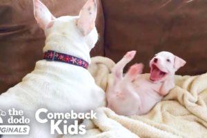 Nubby The 2-Legged Boxer Steals His Dad’s Heart | The Dodo Comeback Kids