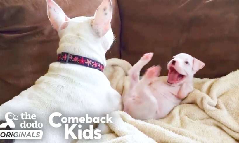 Nubby The 2-Legged Boxer Steals His Dad’s Heart | The Dodo Comeback Kids
