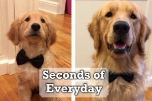 OUR PUPPY GROWING UP / Golden Retriever Puppy 8 Weeks to a Year Part 2