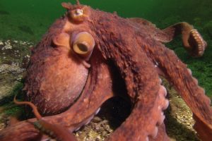 Octopus Steals Crab From Fisherman | Super Smart Animals | BBC Earth
