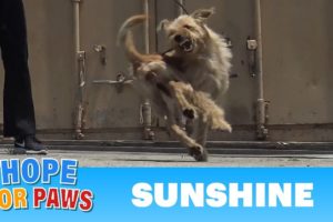 Oh wow, this rescue turned to be INTENSE as the dog was fighting for her life!!!