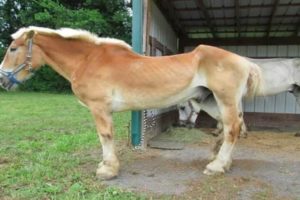Old Horse Is Brought To A Sanctuary  Then They Discover The Horrible Truth About His Body…