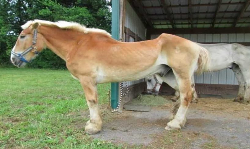 Old Horse Is Brought To A Sanctuary  Then They Discover The Horrible Truth About His Body…