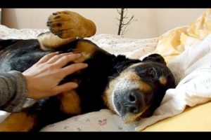 Old Shelter Dog Rescued Feels Love & Kindness For The First Time - Howl Of A Dog