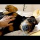 Old Shelter Dog Rescued Feels Love & Kindness For The First Time - Howl Of A Dog