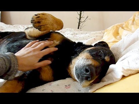 Old Shelter Dog Rescued Feels Love & Kindness For The First Time - Howl Of A Dog