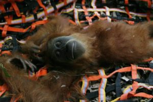 Orangutans Saved From Palm Oil Plantation Horror