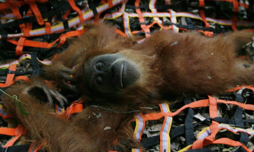 Orangutans Saved From Palm Oil Plantation Horror