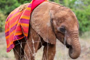 Orphan Elephant Calf Survives Predator Attack
