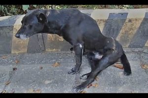 Paralysed Dog Rescued! Walk Again! Amazing Transformation #2019