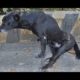 Paralysed Dog Rescued! Walk Again! Amazing Transformation #2019