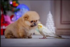 Parrots Trying To Befriend Puppies