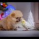 Parrots Trying To Befriend Puppies