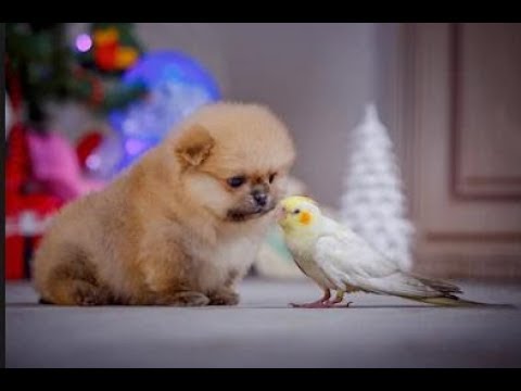 Parrots Trying To Befriend Puppies