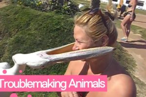 People vs Animals | Funny Animals Scaring Humans