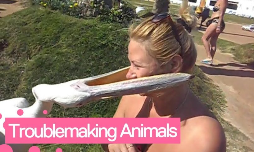 People vs Animals | Funny Animals Scaring Humans