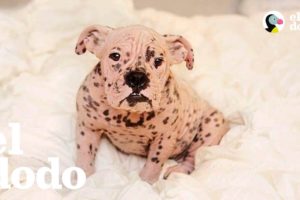 Perrita bulldog "desnuda" pasa por una transformación increíble | El Dodo