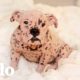 Perrita bulldog "desnuda" pasa por una transformación increíble | El Dodo